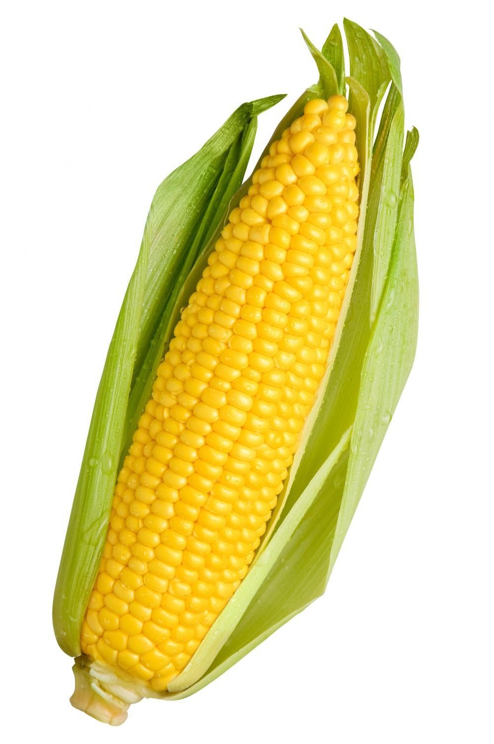 Organic Sweet Corn