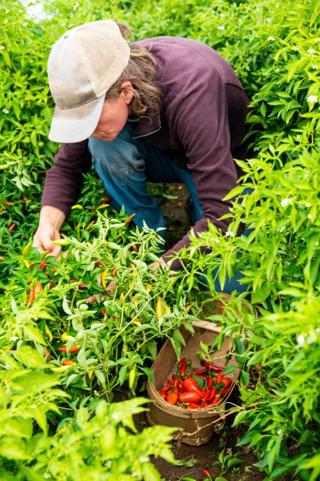 Premium Hot Pepper Seeds V6