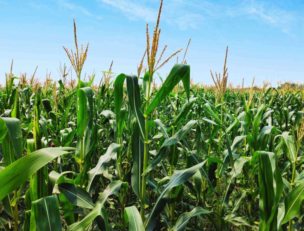 Premium Sweet Corn Seeds V2