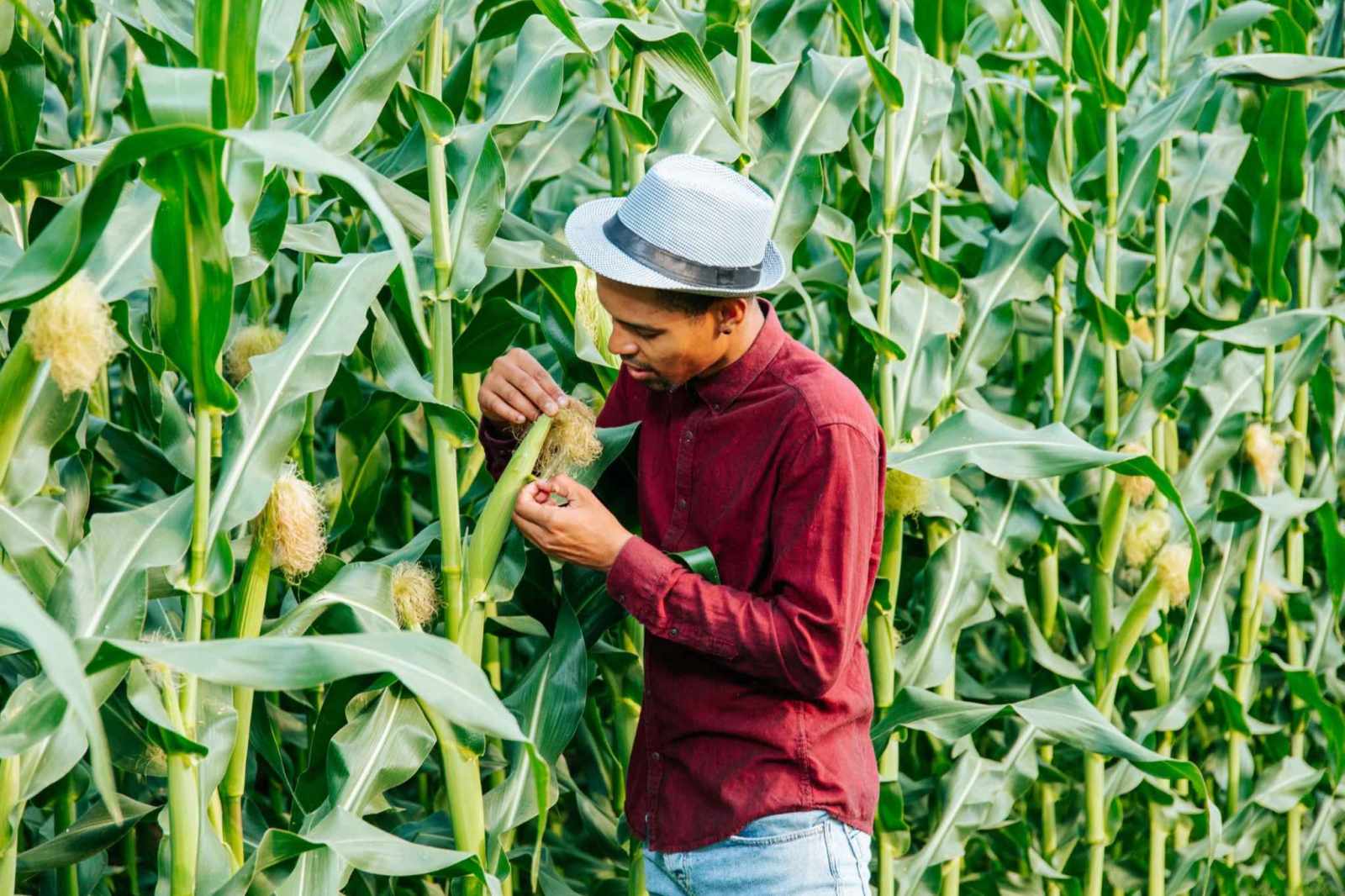 Premium Sweet Corn Seeds V2