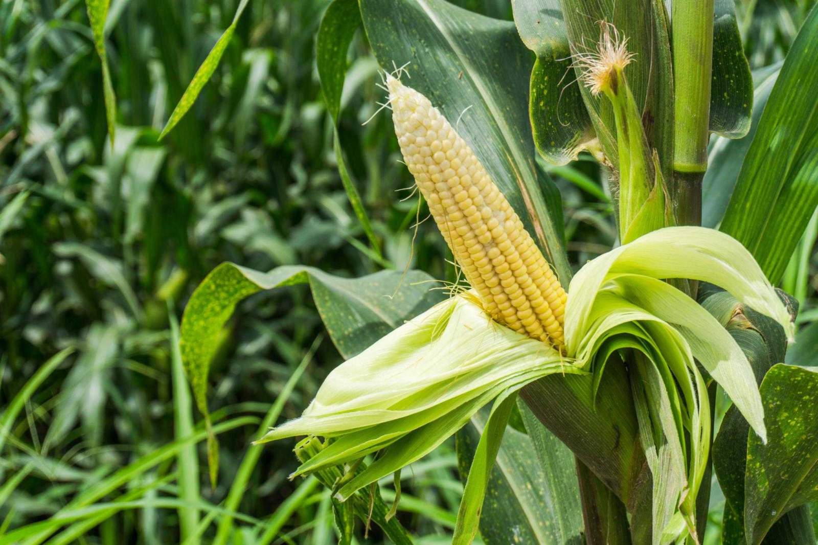 Premium Sweet Corn Seeds V1
