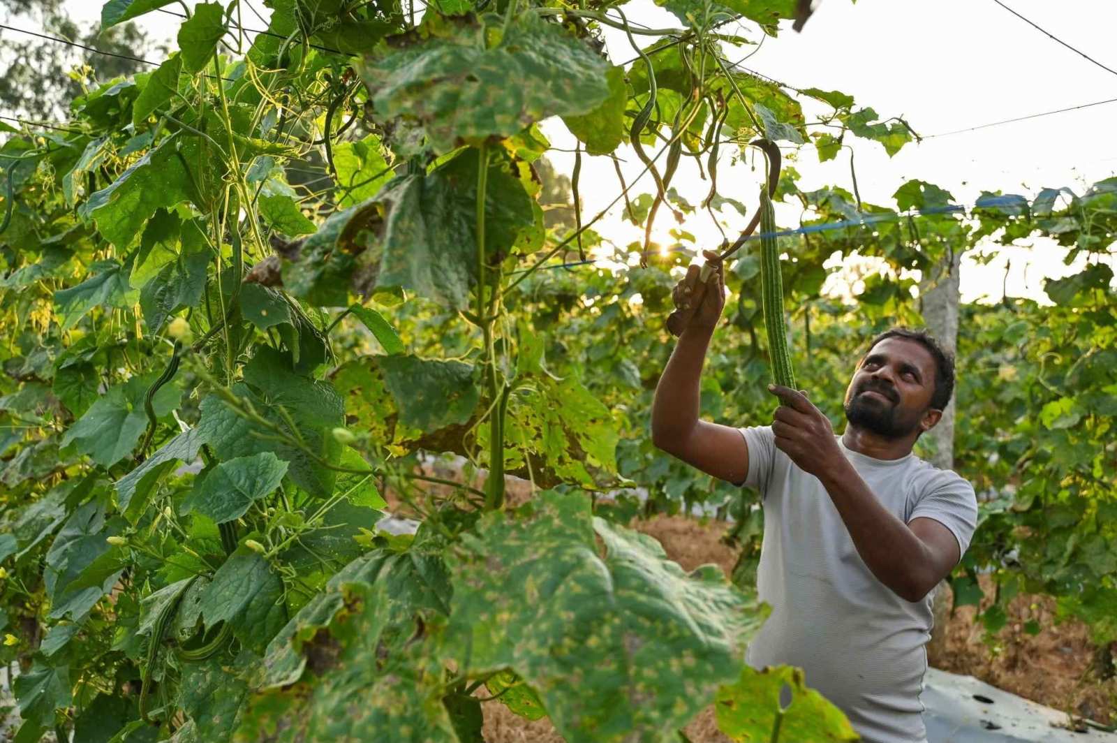 Premium Ridge Gourd Seeds V3