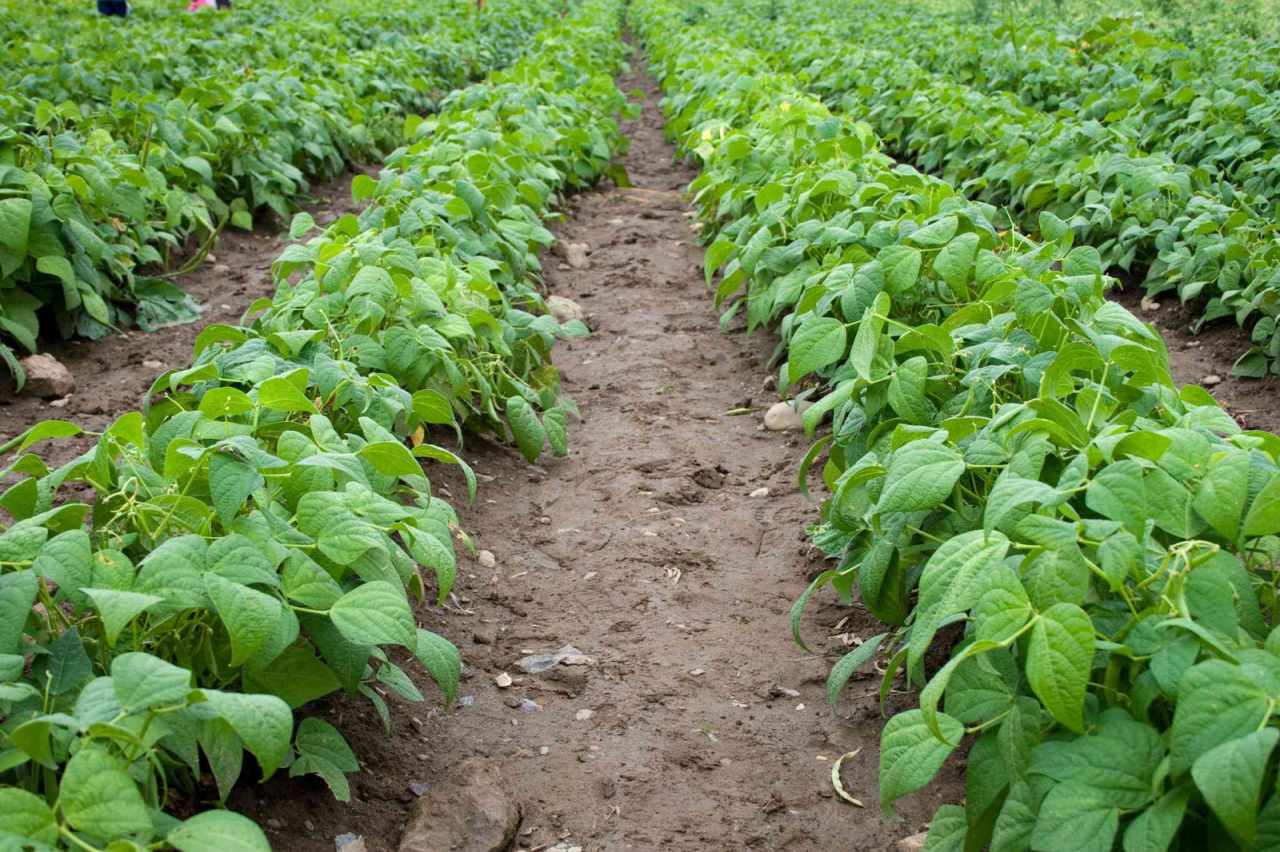 Premium Bean Seeds V3