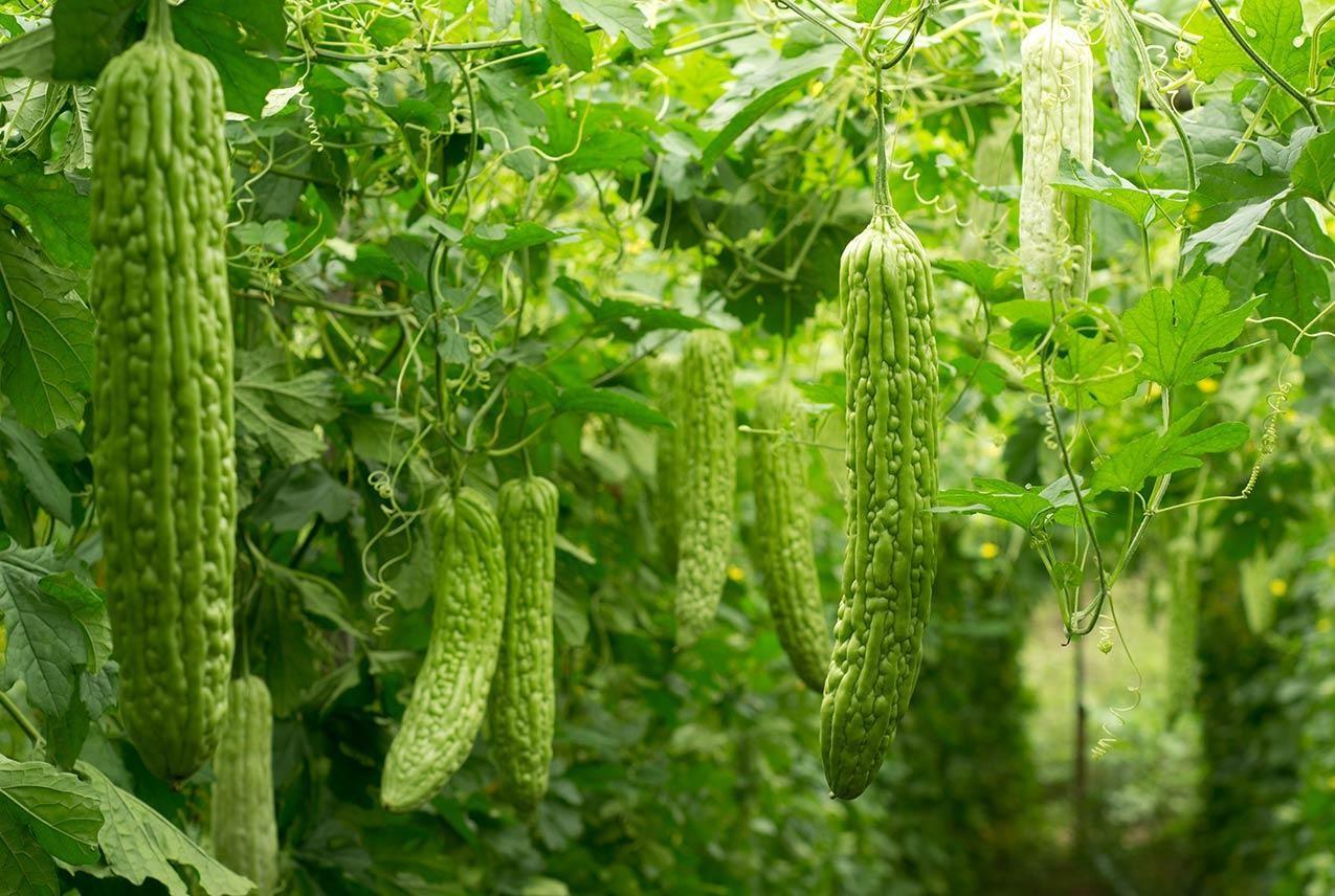 Premium Bitter Gourd -2 Seeds V3