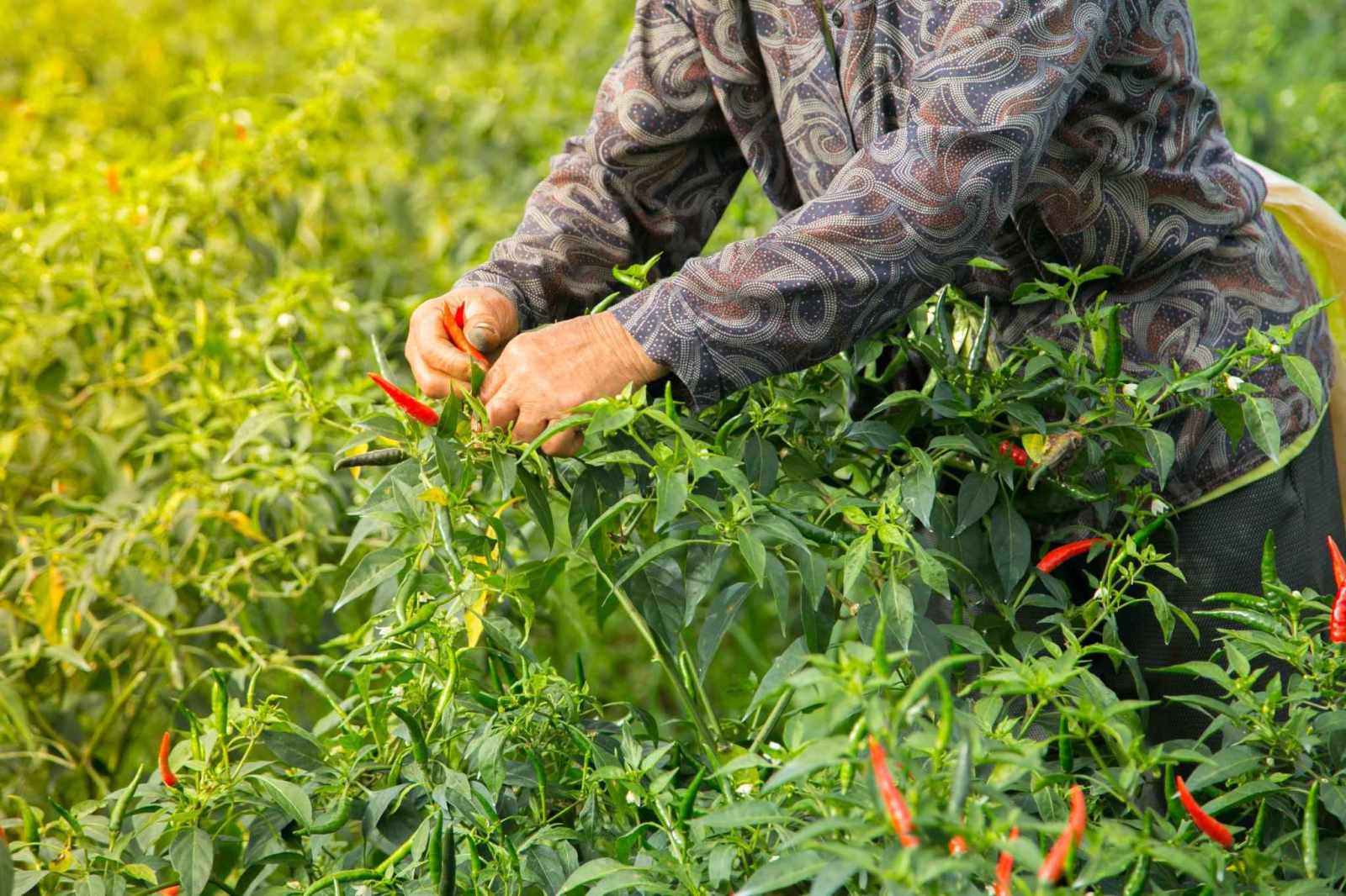 Premium Hot Pepper Seeds V5