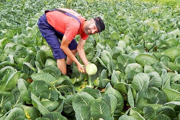 Premium Cabbage Seeds V1