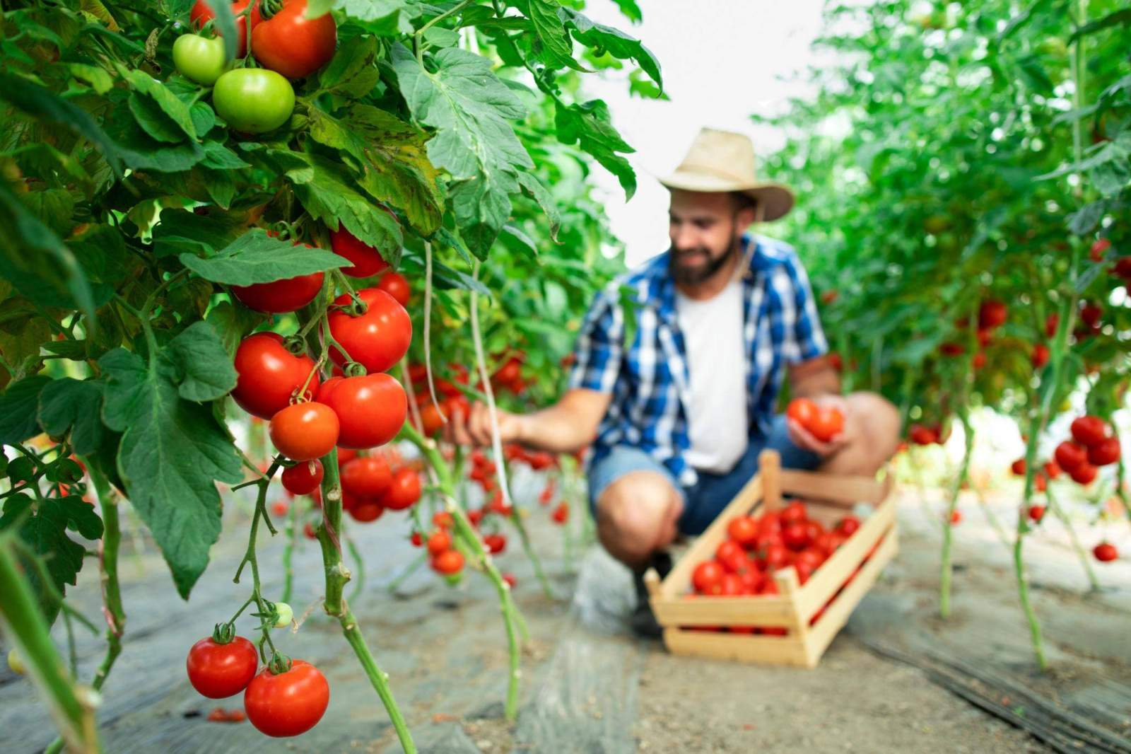 Premium Tomato Seeds V2