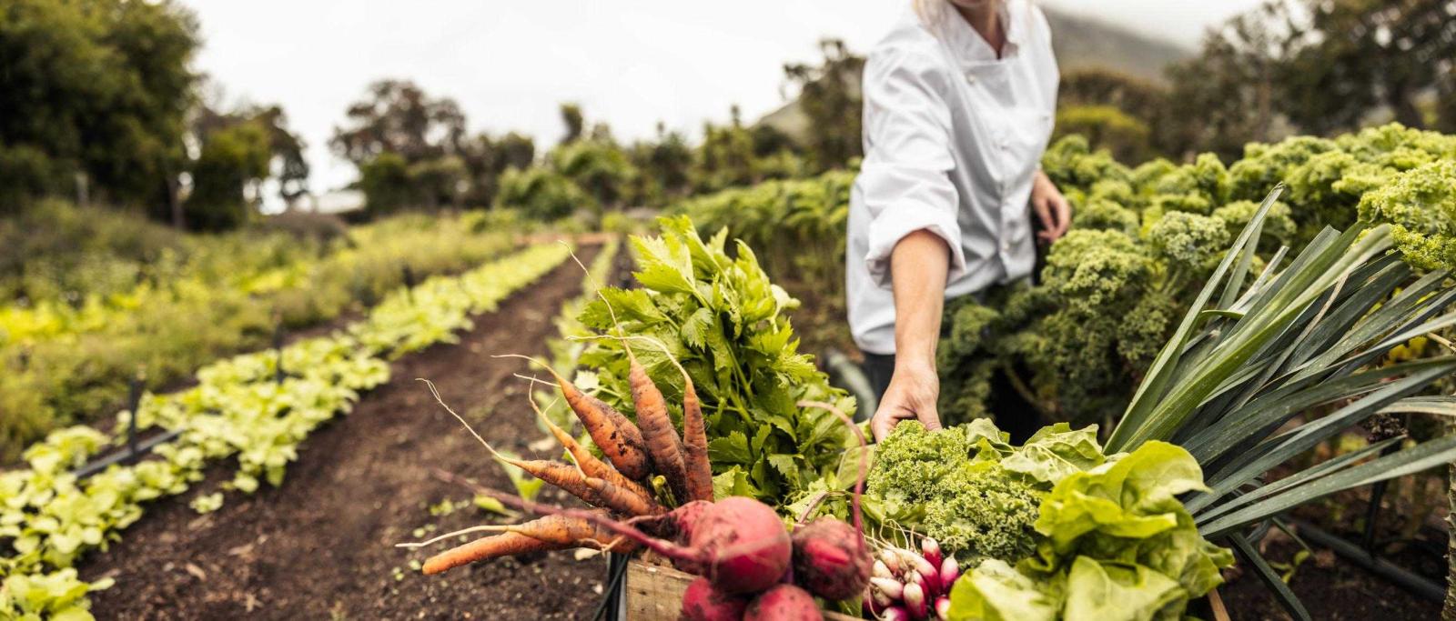 Eat Fresh, Live Healthy