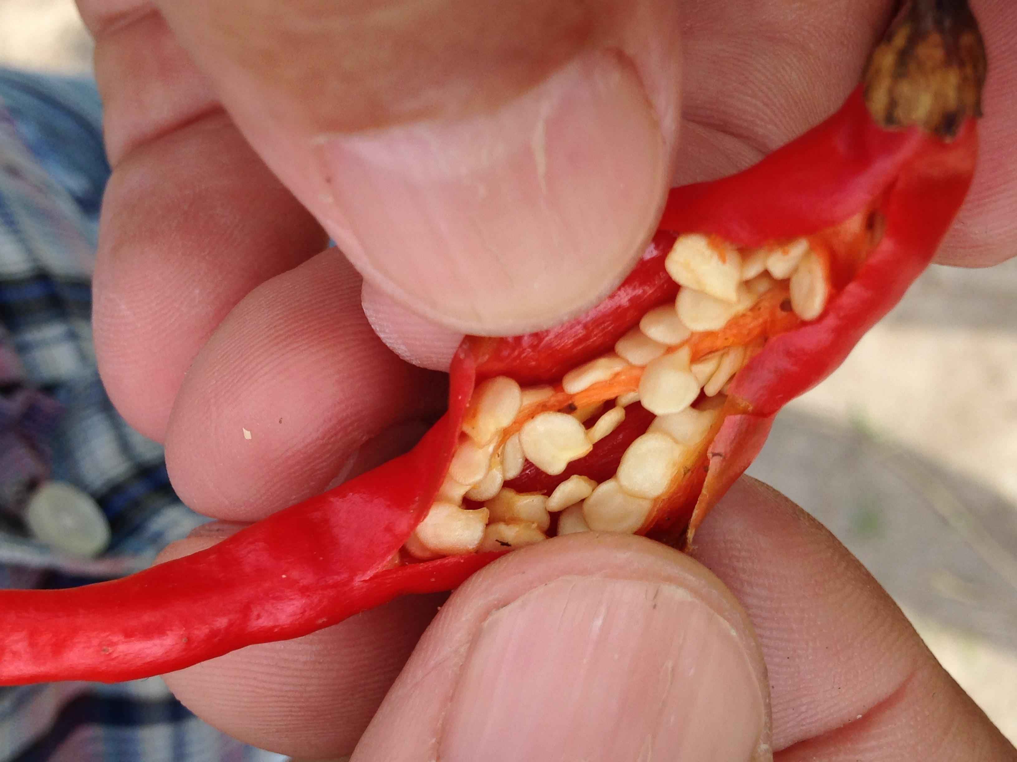 Premium Hot Pepper Seeds V2